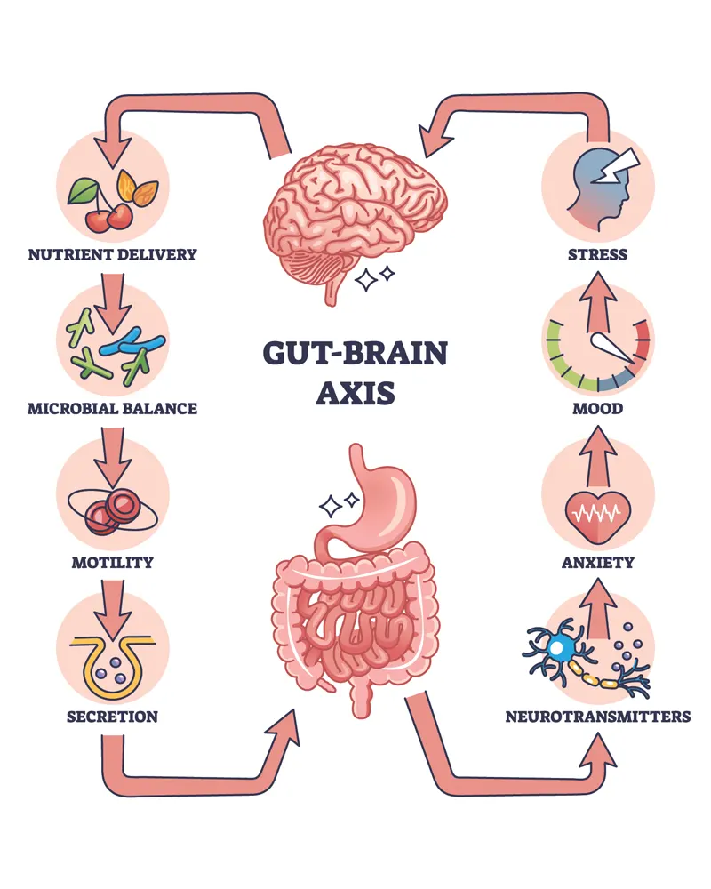 gut-brain-axis