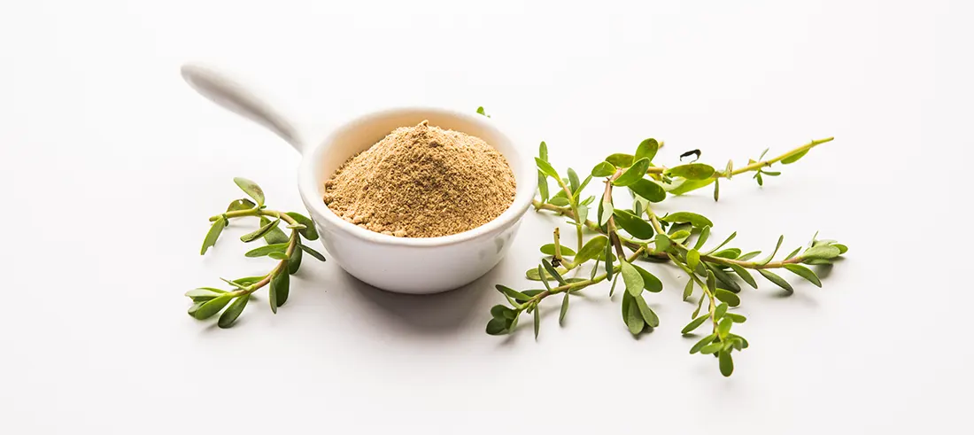 Benefits of Bacopa Monnieri for Memory and Focus
